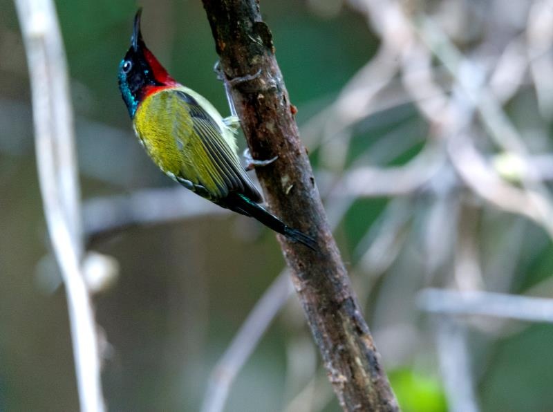 中国最小小鸟蜂鸟