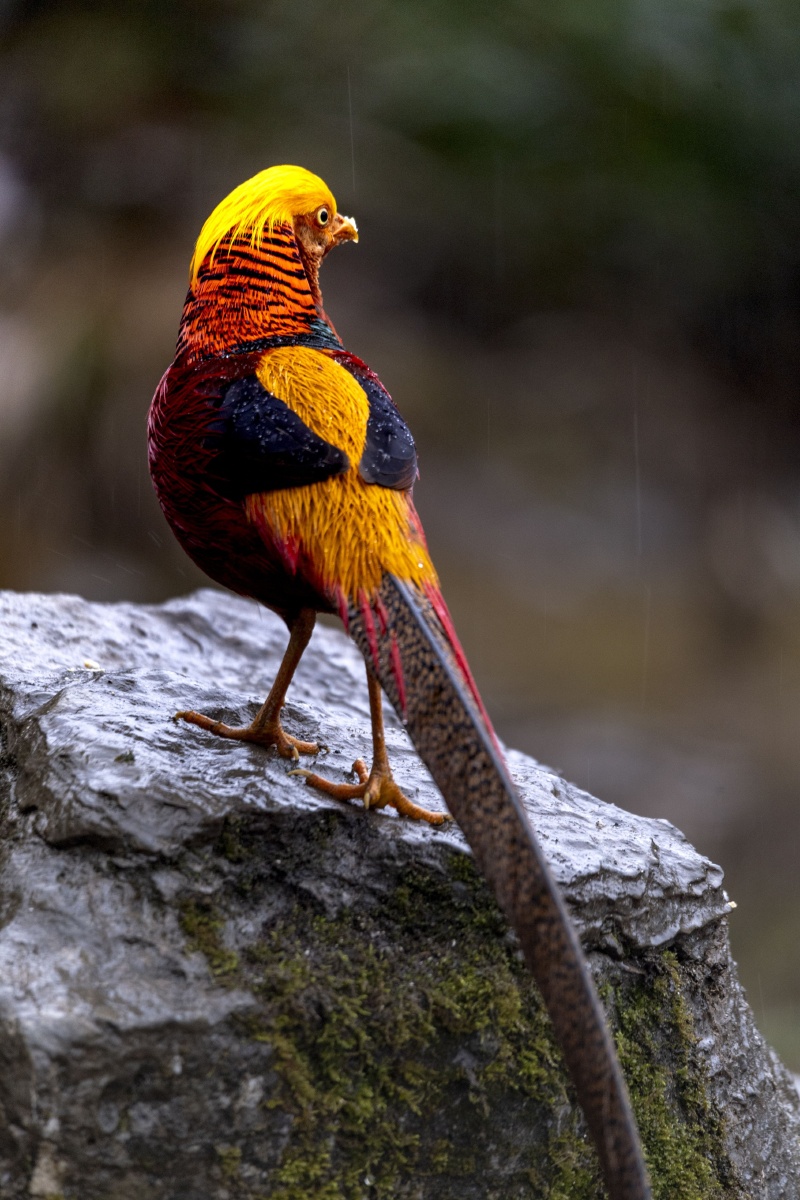 雨中的红腹锦鸡