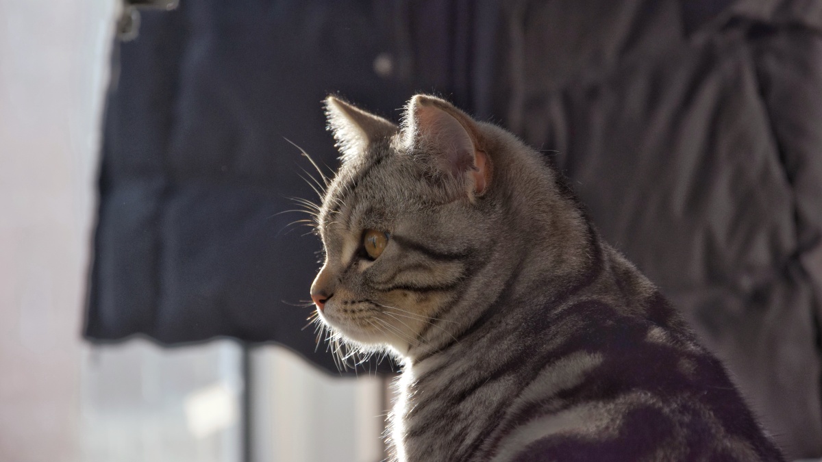 美短虎斑12 - confuse君 - 图虫