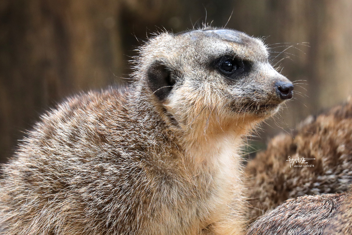 可爱的小丁满细尾獴别名猫鼬也叫灰沼狸狐獴獴哥海岛猫鼬是一种小型昼
