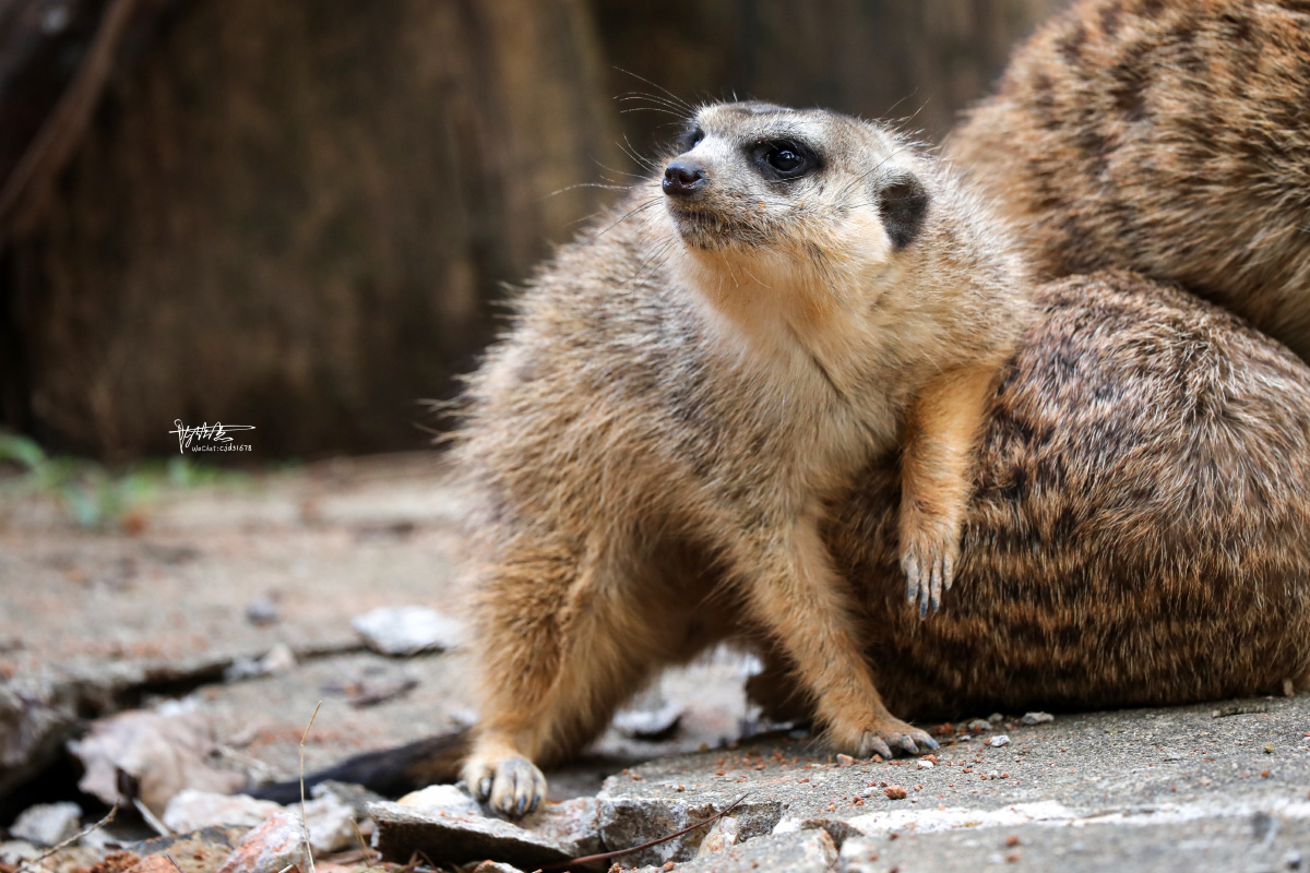 可爱的小丁满细尾獴别名猫鼬也叫灰沼狸狐獴獴哥海岛猫鼬是一种小型昼