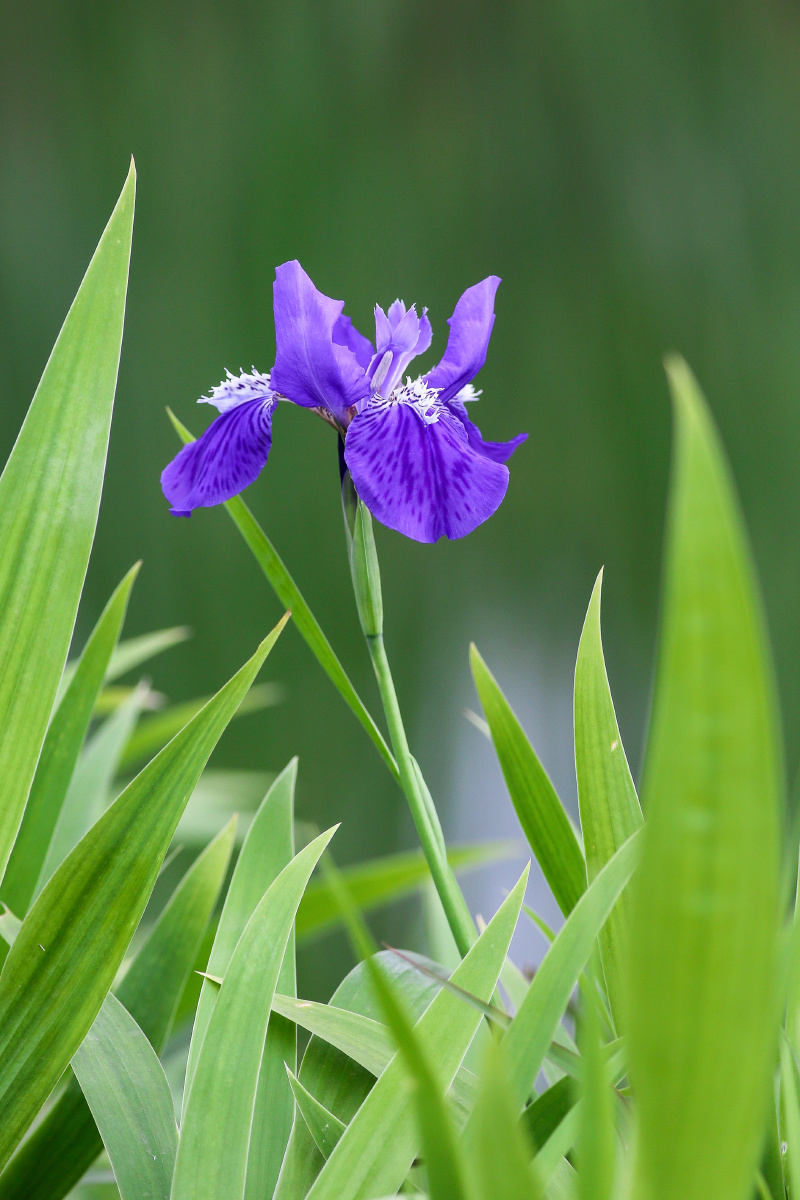 紫色—紫色鸢尾花的传统含义是皇室,但这不是