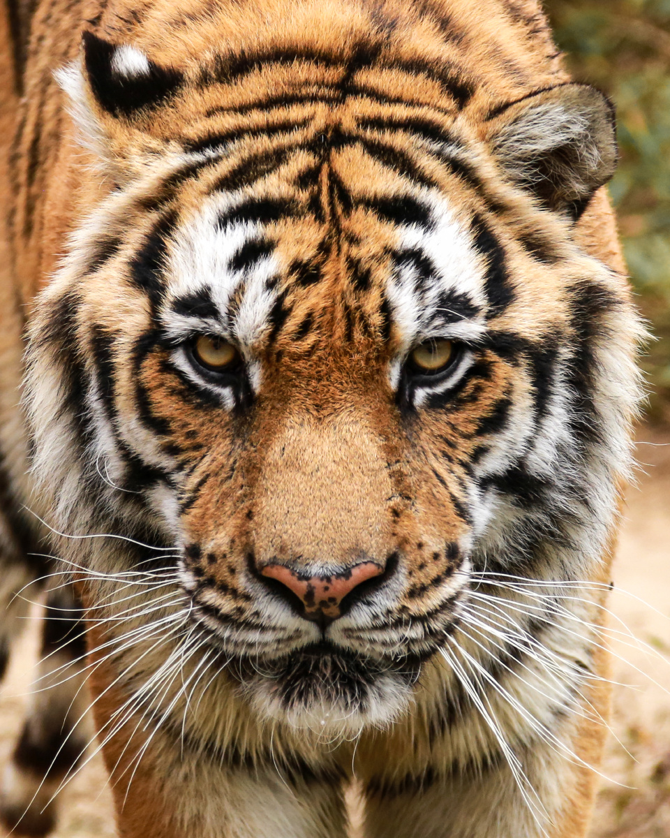 狮虎标准证件照