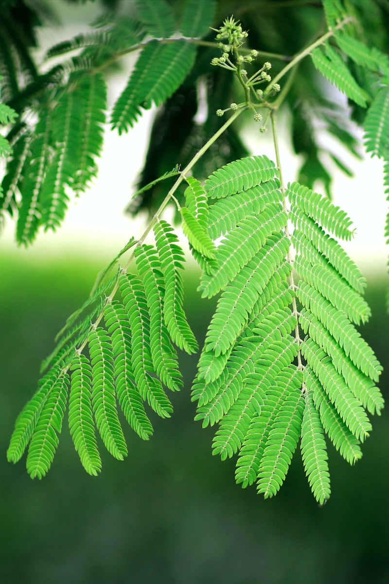 合欢花合欢花有着吉祥的寓意被赋予言归于好合家欢乐的寓意它寓意夫妻