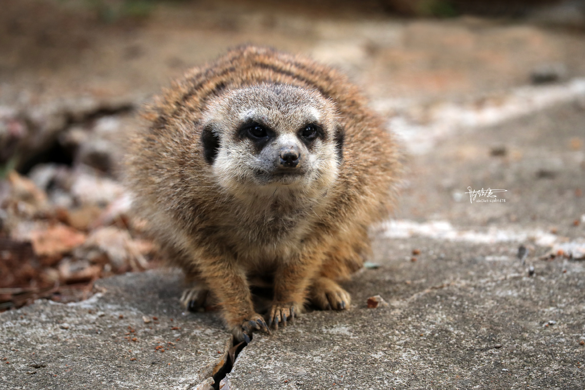 可爱的小丁满细尾獴别名猫鼬也叫灰沼狸狐獴獴哥海岛猫鼬是一种小型昼