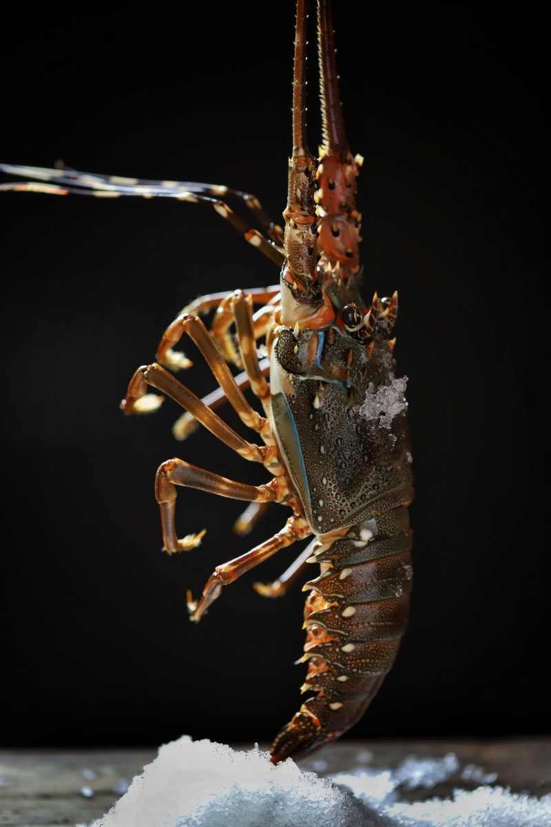 静物海鲜小青龙