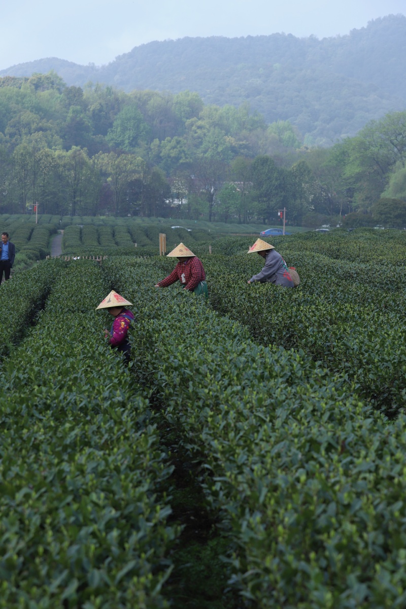 西湖龙井茶园