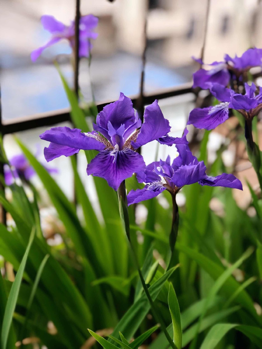 阳台上的紫鸢尾