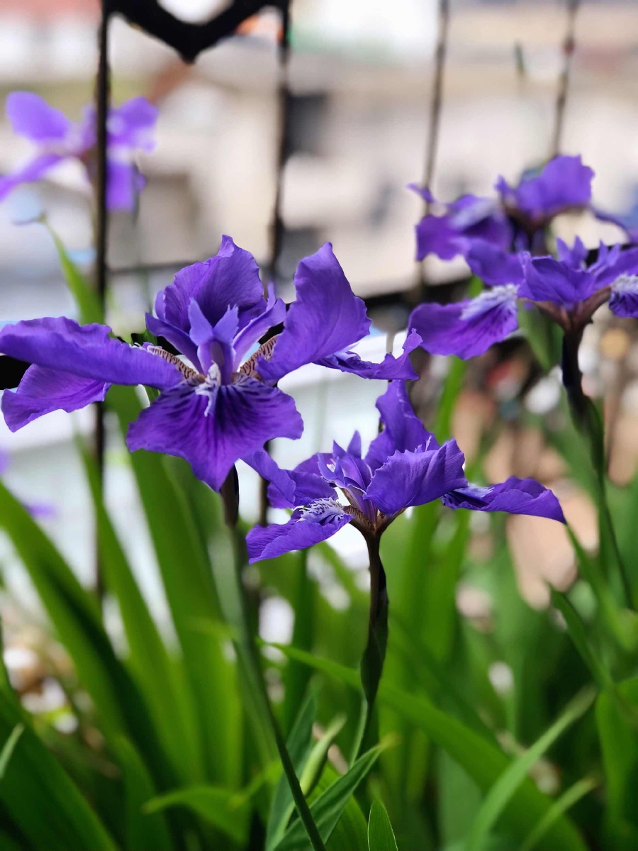 阳台上的紫鸢尾