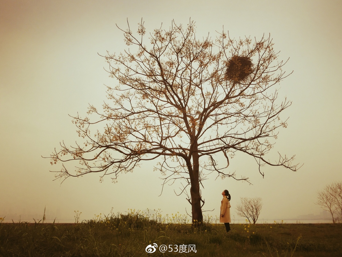 同一棵树不同季节不同心境不同感觉.