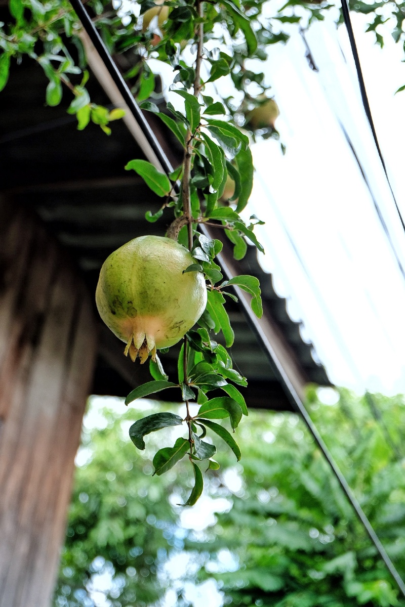 挂在树上的新鲜水果们