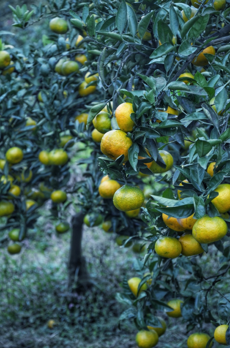你是否还记得菜地边上的柑子树?你有多久没回家了?
