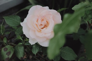 D086B404-BC38-47C1-B6F1-0F4CCD4AF72A/L0/001