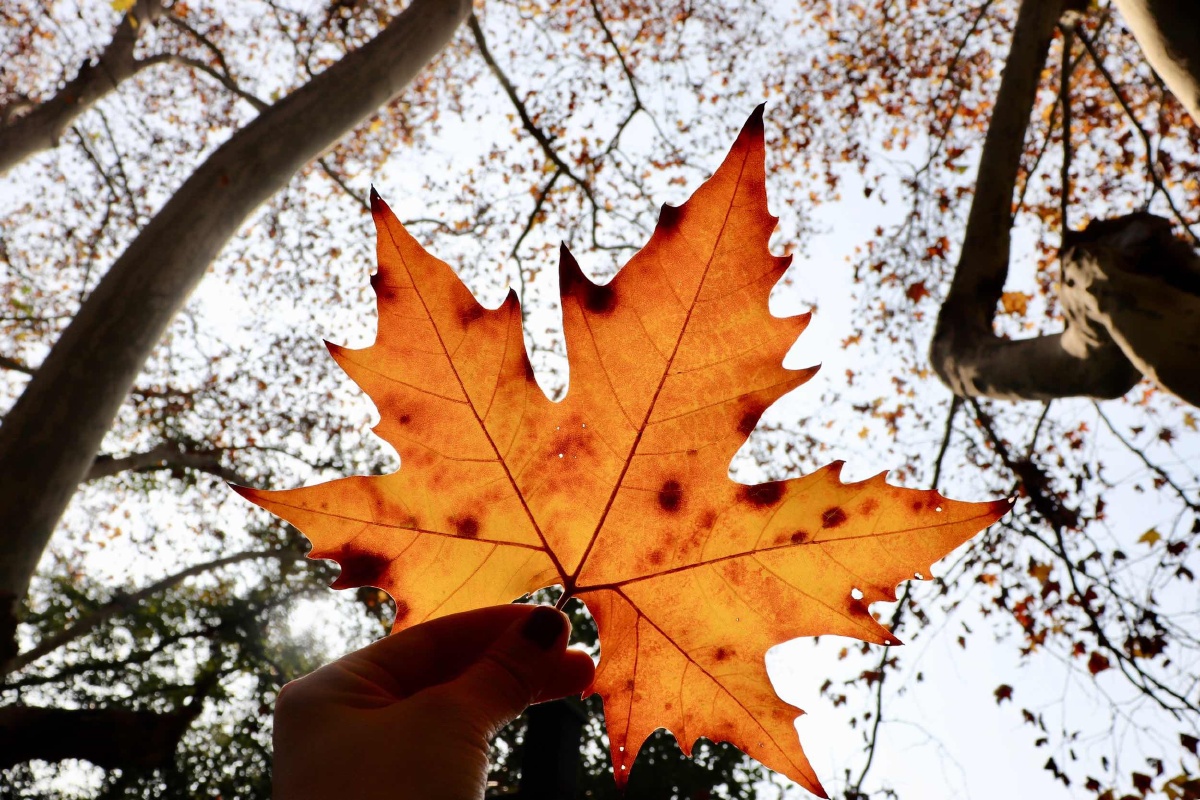 美龄宫的梧桐叶