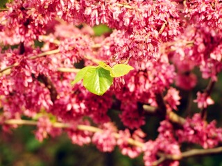 DSCF6064_副本.jpg