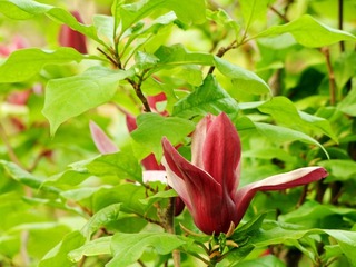 DSCF6078_副本.jpg