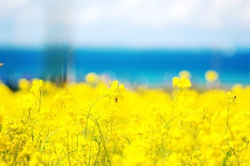 青海湖畔 (2).JPG