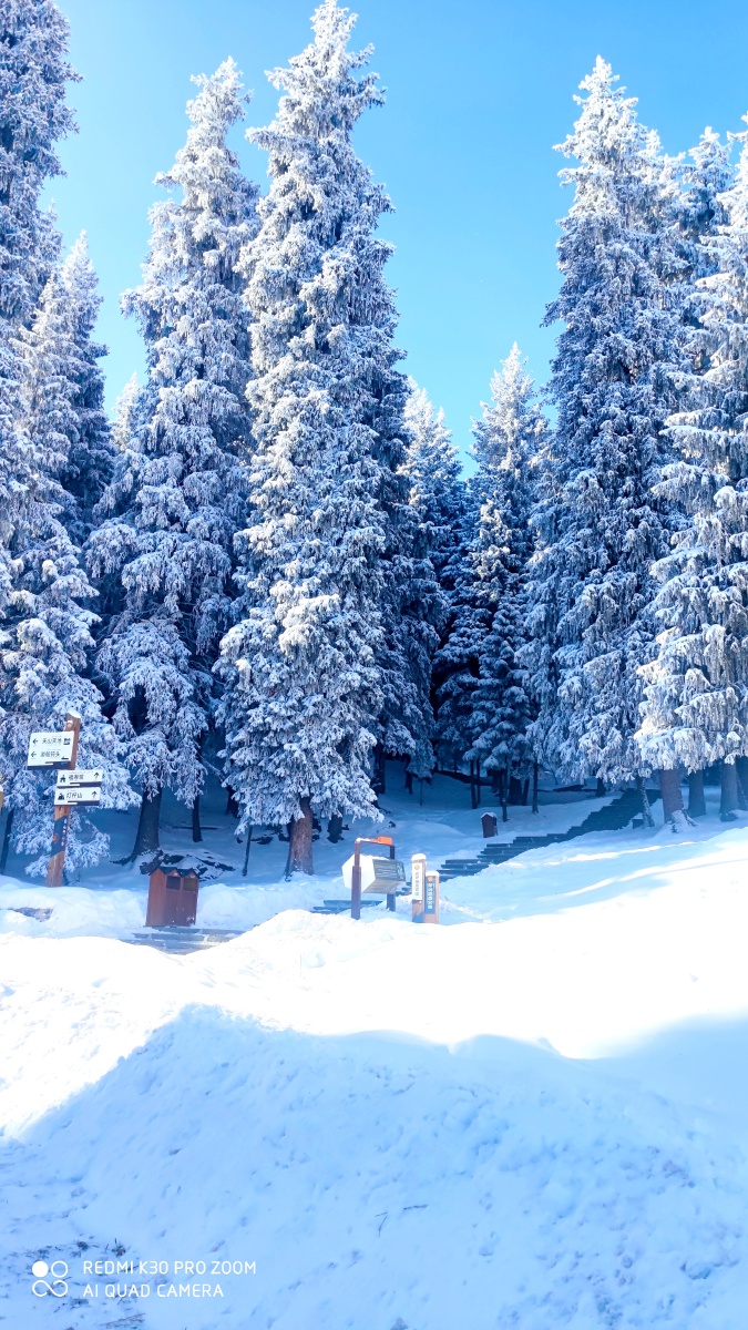 雪松- 巴山灵光 - 图虫