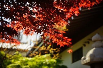 信长の野望---本能寺之血