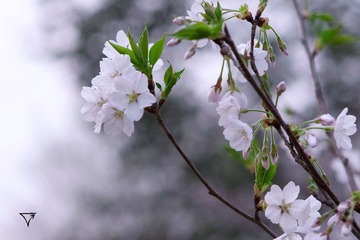 IMG_5005s