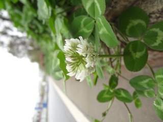 DSC02112.JPG