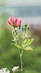 3EA68146-E80F-4F00-80E8-5B704729BC34/L0/001