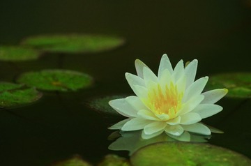 等待花开.jpg