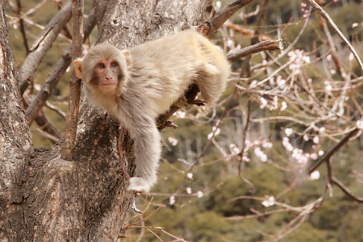 春猴