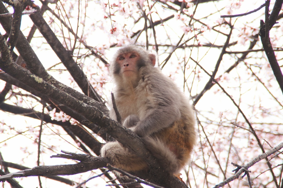 春猴