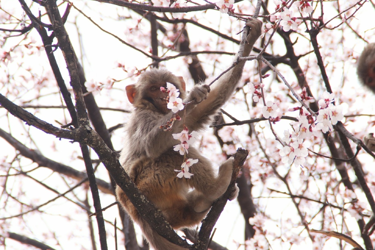 春猴