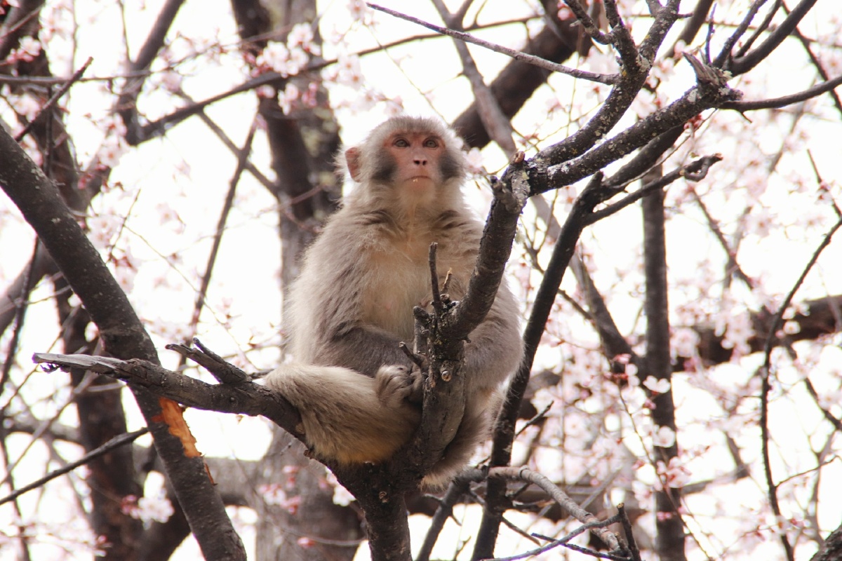春猴