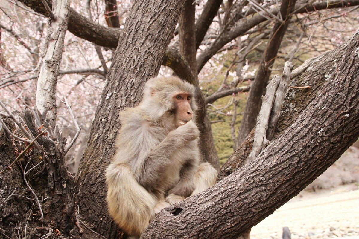 春猴