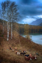 _ZUO3831-1