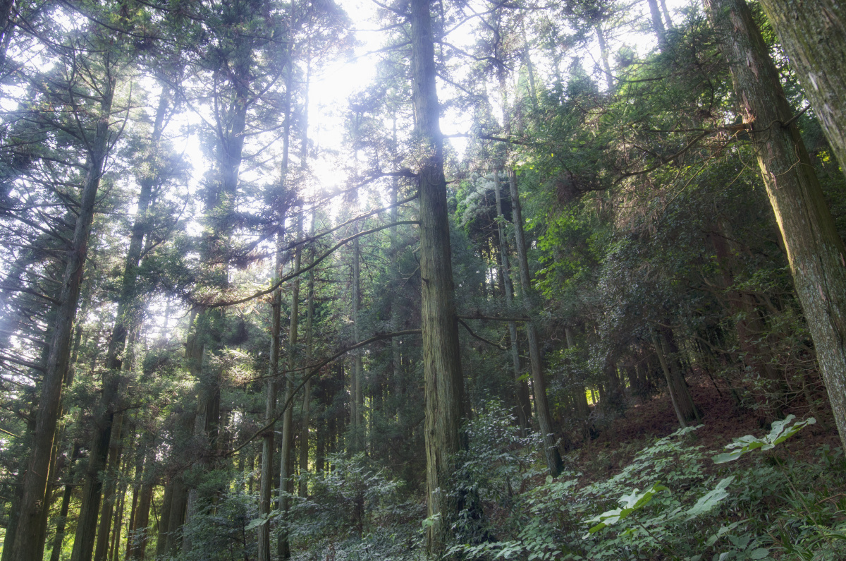 庐山植物园里的日本冷杉