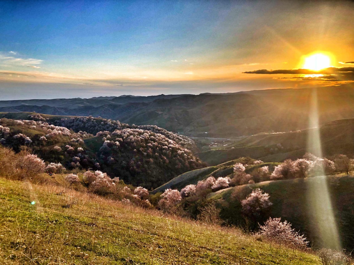新疆大西沟野杏花