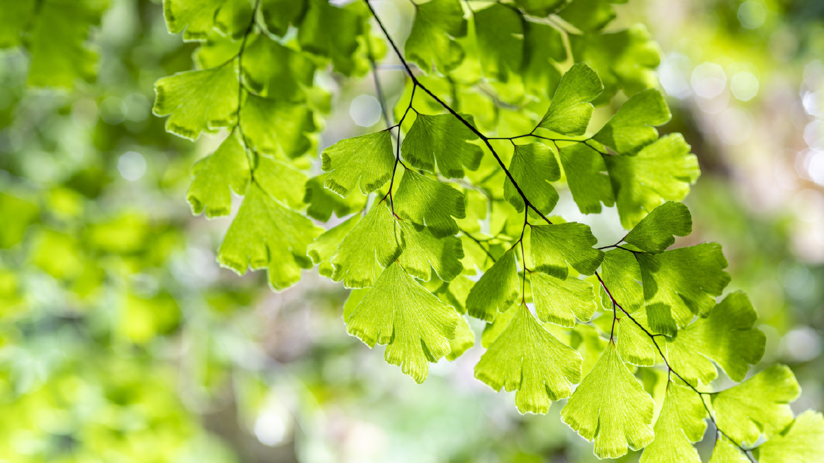 铁线蕨学名adiantumcapillusvenerisl铁线蕨科多年生草本高0106米常生