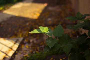 IMG_2279-5.jpg