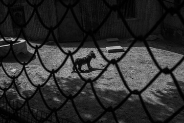 ZOO 13