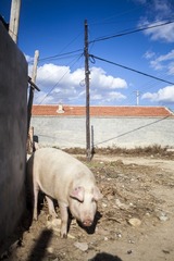 IMG_8417_1