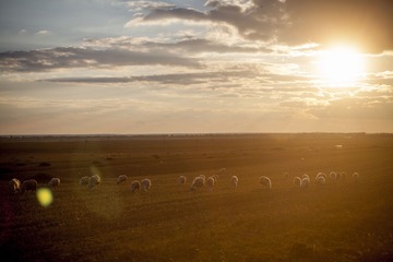 IMG_8537_1