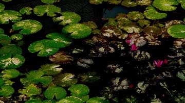 荷·花1.jpg