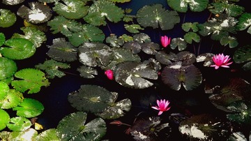 荷·花2.jpg