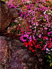 IMG_2713小花