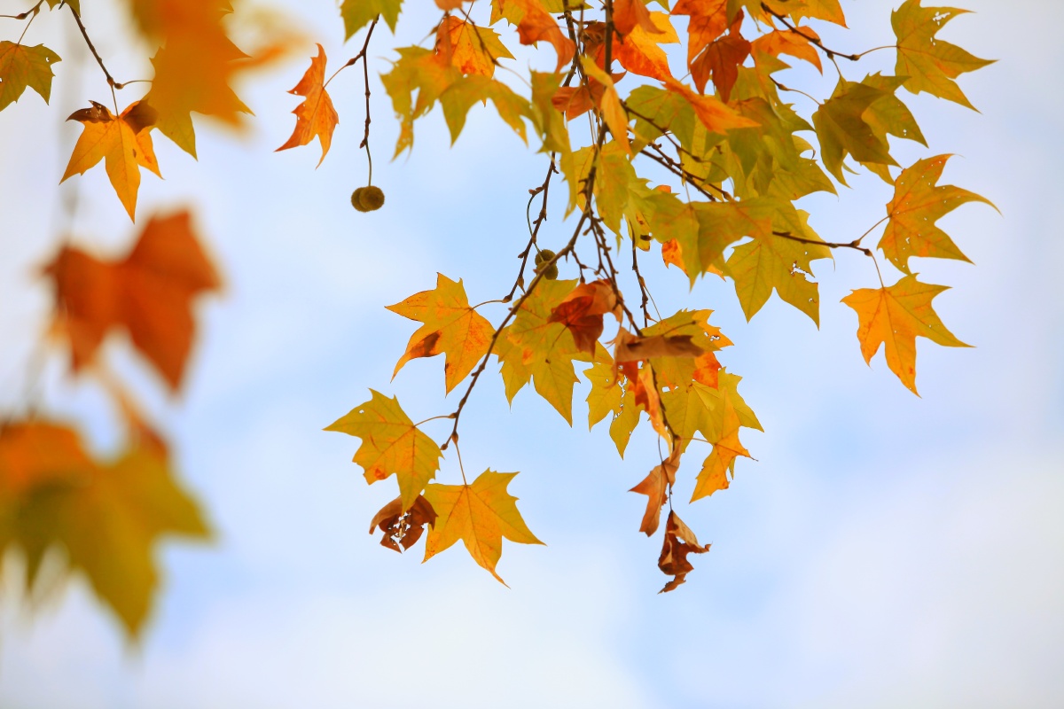 是梧桐选择了凤凰还是凤凰选择了梧桐