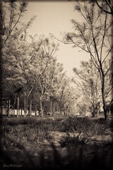 IMG_2463G.jpg