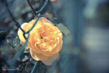 IMG_3031G.jpg