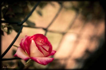 IMG_3020G.jpg