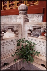 IMG_3258.jpg