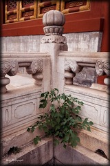 IMG_3258.jpg