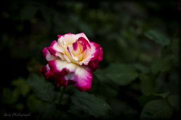 IMG_3376.jpg